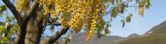amenti penduli di Quercus rubra (quercia rossa americana)