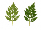 Le foglie sono fortemente incise ed entrambe le facce sono verdi.
