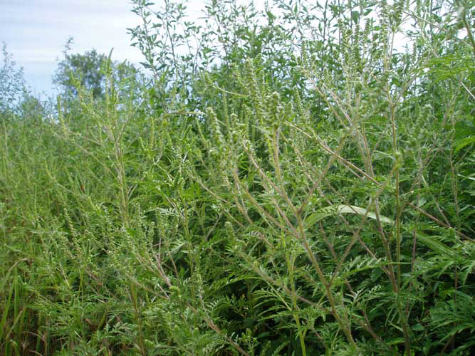 Immagine ingrandita:  Ambrosia artemisiifolia in piena fioritura - foto 2