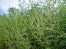 Ambrosia artemisiifolia in piena fioritura - foto 2