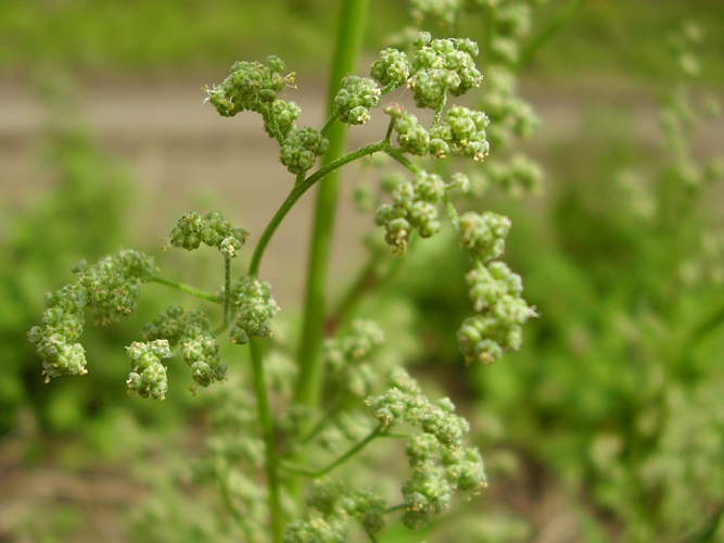 Immagine ingrandita:  I piccoli fiori verdastri del farinello comune sono riuniti in glomeruli.