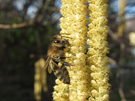 Il nocciolo rappresenta per le api un'importante sorgente di polline alla fine dell'inverno.