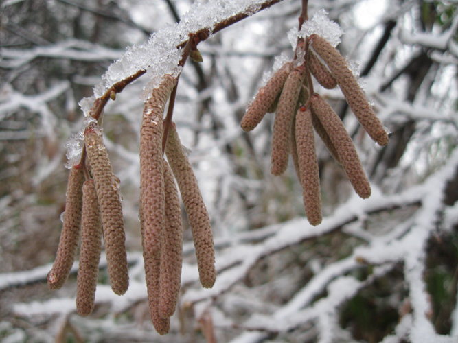 Immagine ingrandita:  Gli amenti maschili del nocciolo sono visibili giá in inverno.