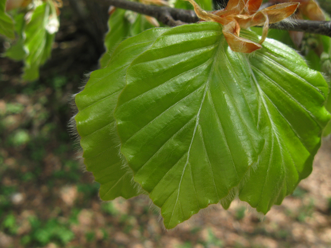 Immagine ingrandita:  foglie giovani con lamina ovale-ellittica e margine finemente cigliato