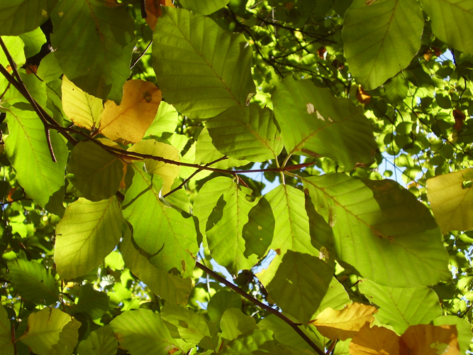 Immagine ingrandita:  foglie di faggio fotografate in controluce