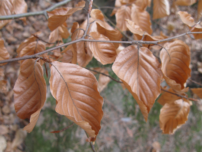 Immagine ingrandita:  foglie secche in autunno
