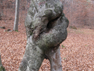 esemplare particolare con tronco intrecciato (bosco di Castelvecchio, BZ)