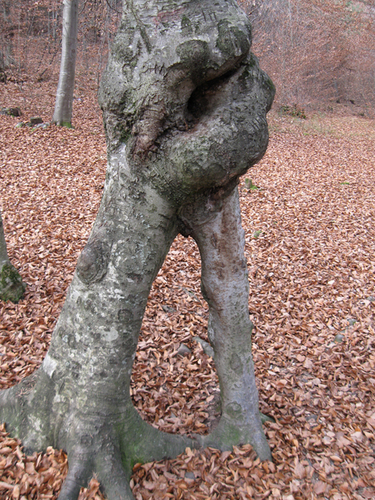 Immagine ingrandita:  esemplare particolare con tronco intrecciato (bosco di Castelvecchio, BZ)