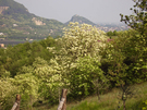 Fraxinus ornus in piena fioritura sui Colli Euganei vicino Monselice