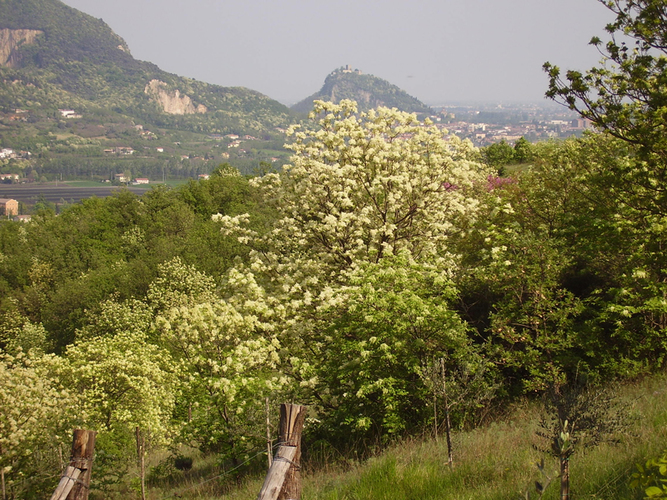 Immagine ingrandita:  Fraxinus ornus in piena fioritura sui Colli Euganei vicino Monselice