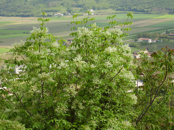 Immagine ingrandita:  arbusto di Fraxinus ornus in fiore
