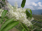Fraxinus ornus: piccoli fiori bianchi riuniti in una grande pannochia eretta