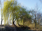 Aspetto di Salix alba ad inizio primavera (6)