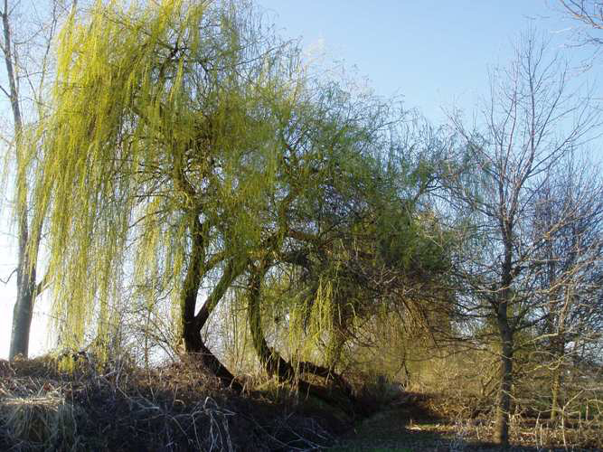 Immagine ingrandita:  Aspetto di Salix alba ad inizio primavera (6)