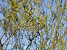 Infiorescenze femminili di Salix cinerea (5)