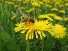 Il tarassaco costituisce per le api un’importante fonte nettarifera e pollinifera.