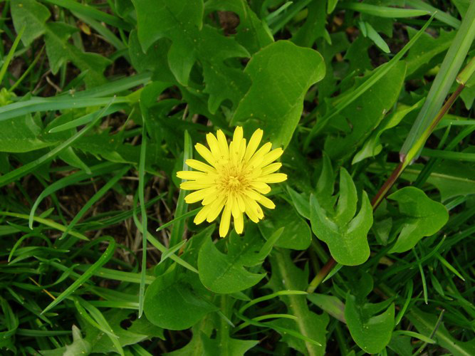 Immagine ingrandita:  Taraxacum officinale: fiore in primo piano