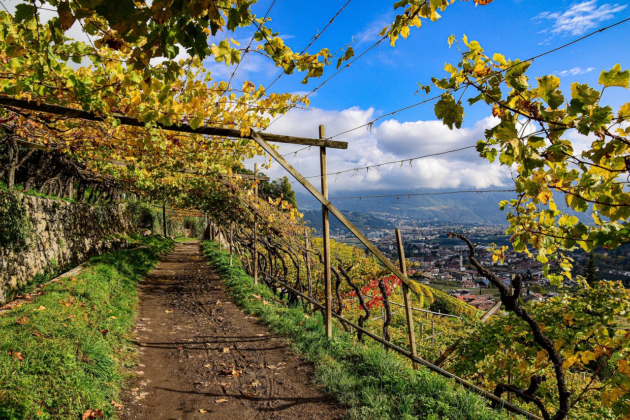 Lungo la Strada del Vino dell’Alto Adige: colori d’autunno e sapori unici da vivere ora