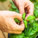 Piante e giardinaggio