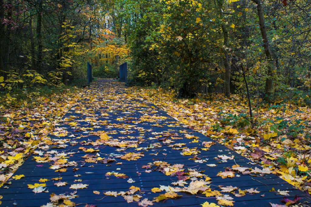 Langhe d’autunno: i borghi dove il foliage si abbina ai grandi vini e alle tavole più autentiche