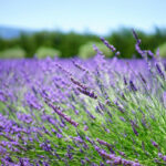 Lavanda in salsa piemontese