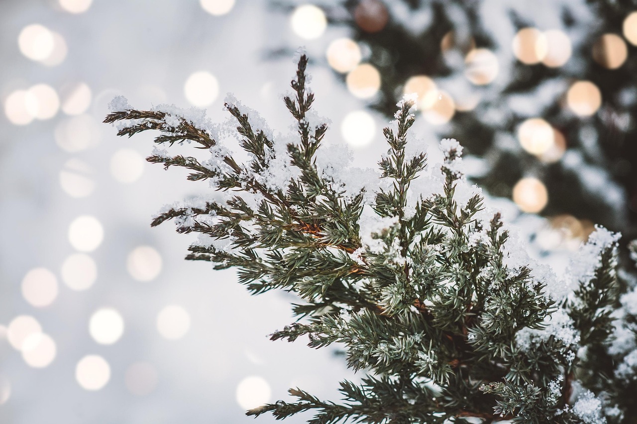 Novembre porta un clima più rigido: è il segnale che annuncia un inverno pronto a sorprendere?